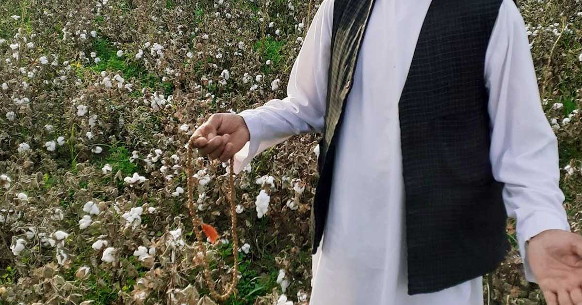 il giardino di cotone a herat_diario di herat 07